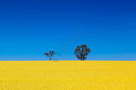 蓝色天空明黄小麦田中的树小麦国家农村农田稻草环境收成植物金子粮食背景图片