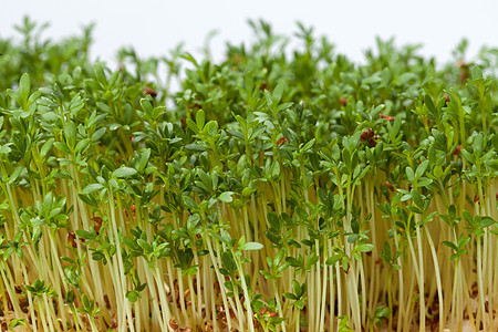 白色背景上孤立的紧固树苗叶子生物饮食生长宏观蔬菜绿色植物学发芽芳香图片