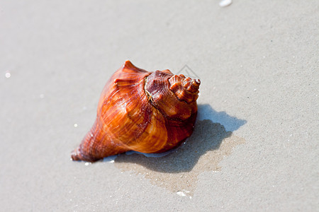 贝壳杯状海滩假期曲线收藏海滨天堂生活拼贴画海浪图片