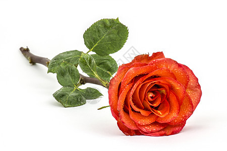 单美丽的红玫瑰花瓣墙纸礼物仪式纪念日紫色叶子植物群植物母亲图片