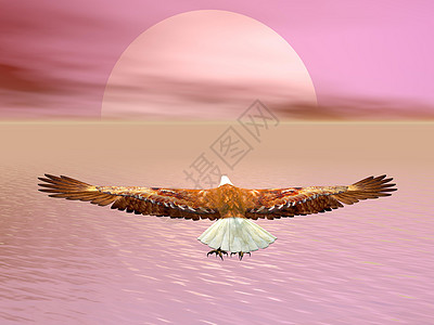 鹰飞向太阳3D动物捕食者海洋力量航班地平线飞行动物群野生动物皇帝图片