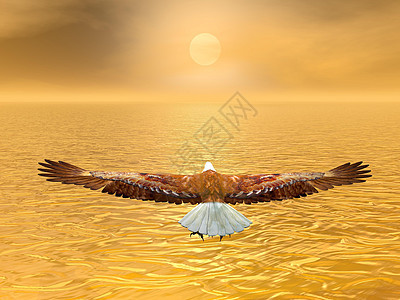 鹰飞向太阳3D力量光束地平线自由动物群羽毛航班飞行天空太阳图片