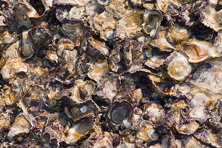 嵌入岩石中的壳壳海浪收藏海岸天堂娱乐海岸线海洋摇篮贝壳杯状图片