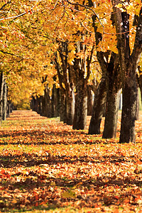 秋秋巷场景树叶黄色公园金子车道大街风景叶子季节图片