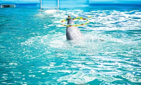 海豚馆池中的海豚游泳乐趣海洋野生动物哺乳动物潜水波纹游戏荒野蓝色图片