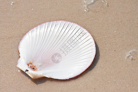 沙滩上的贝壳生活生态星星环境天堂曲线收藏海岸线娱乐杯状图片