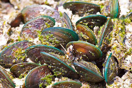 贝壳娱乐环境海洋生活海滨摇篮海岸线杯状假期收藏图片