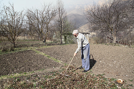 老人在花园里打扫干叶子头发灰色祖父耙子绿色工作地面晴天棕色干地图片