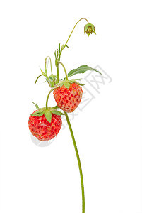 树枝上的草莓食物饮食养分水果美食树叶活力浆果绿色健康图片
