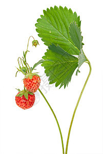 树枝上的草莓白色营养红色健康绿色宏观产品美食饮食果味图片