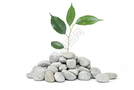 白色背景的石头和树福利植物群反思竹子植物叶子治疗岩石和解冥想图片