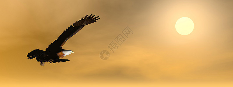 日落时老鹰  3D插图太阳羽毛野生动物动物群地平线航班光束力量飞行图片
