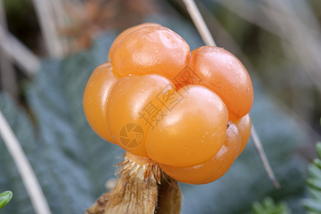 云莓树叶药品木头橙子浆果水果插图植物野生动物沼泽图片