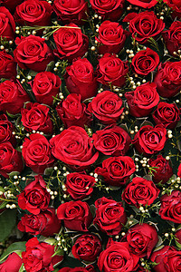 红玫瑰和小白莓花朵花瓣玫瑰植物群植物中心白色婚姻婚礼桌子图片