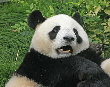 大型熊熊大熊中国梅兰诺莱乌卡岛 中国大熊猫夫妻斗争滚动黑色素哺乳动物黑色熊猫动物图片