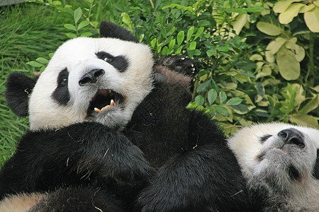 大型熊猫熊 中国动物斗争哺乳动物滚动黑色素熊猫夫妻大熊猫黑色图片