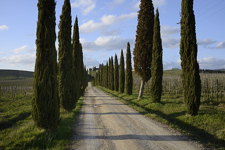 Cypress 闪日出场地农业阳光风景地平线植物日落住宅环境图片