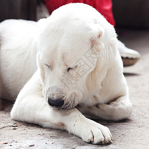 一只大白狗阿拉拜的肖像背景图片