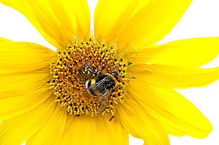 向日葵上的大黄蜂乐趣金子翅膀花园植物群宏观黄油卡片花朵昆虫图片