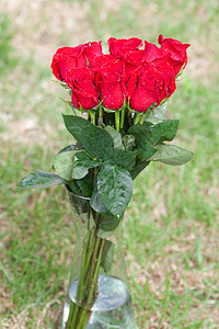 美丽的红玫瑰花束带水滴红色玫瑰花瓣植物叶子雨滴图片
