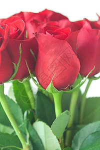 美丽的红玫瑰花束的美丽花束 孤立在白色上玫瑰叶子花瓣植物红色图片