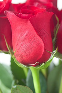 美丽的红玫瑰花束的美丽花束 孤立在白色上植物红色叶子玫瑰花瓣图片