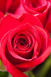 一束美丽的红玫瑰花的本色背景玫瑰叶子花瓣红色花束植物图片