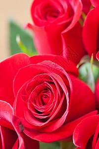 一束美丽的红玫瑰花的本色背景叶子花瓣红色植物花束玫瑰图片