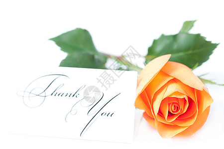 美丽的橙色玫瑰和一张卡片 上面写着谢谢您水平活力植物摄影季节花瓣白色宏观框架红色图片