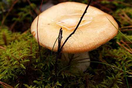 在深森林的草原之间种植蘑菇木头动物盐渍种子淀粉食物照片地面烹饪帽子图片