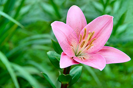 绿色草原上的百合花图片