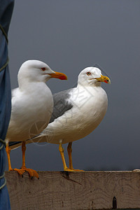 两个海鸥支撑灰色动物群翅膀海岸银色鲱鱼蓝色黄色羽毛图片