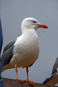 黄腿海鸥身体支撑野生动物海鸟银色动物鲱鱼白色黄色天空图片