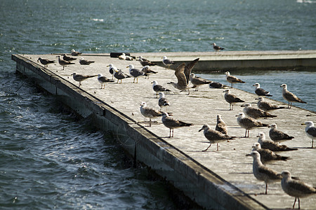码头上一群海鸥动物手表海洋蓝色晴天波浪天空行动姿势地平线图片