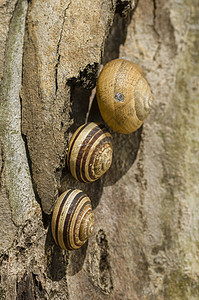 条形棕色地蜗牛背景图片