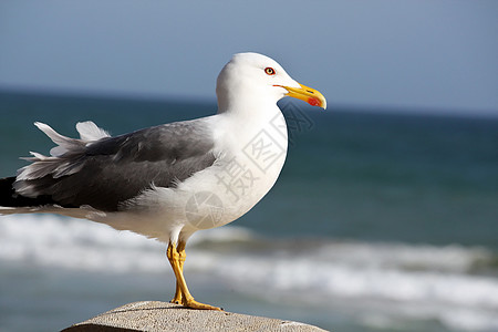 海鸥鸟野生动物身体海洋支撑动物动物群白色海鸟荒野银色图片
