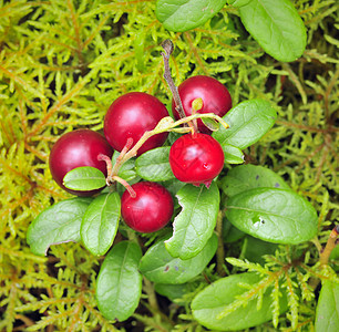 牛莓酱宏观饮食植物植物群药品森林木头地衣水果浆果图片