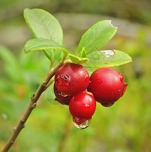 牛莓酱荒野植物苔藓森林宏观饮食太阳食物衬套浆果图片