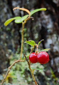 牛莓酱木头浆果饮食甜点衬套叶子水果植物地衣森林图片