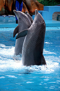 海豚的舞蹈生物游泳者动物群哺乳动物公园灰色动物行动鲸目蓝色图片