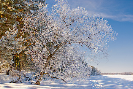 冰冻湖旁的树里有伊内树图片