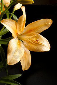 百合花瓣植物花园叶子雌蕊橙子黑色花粉黄色绿色图片