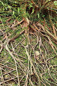 树根岩石土壤生活天空土地宏观木头园艺网络植物图片
