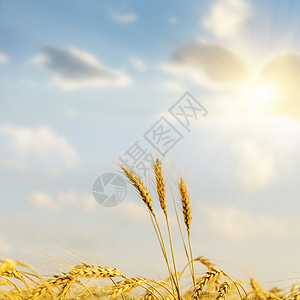 丰收场的日落培育农田农村国家金子玉米地平线太阳射线收成图片