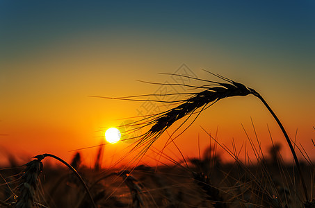 夏日在草地上晒太阳天气阳光射线土地场地金子玉米粮食面包植物图片