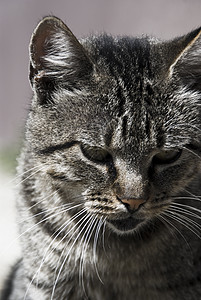 灰虎猫猫咪情感情绪宏观老虎线条宠物头发居住耳朵图片