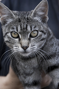 灰虎猫情绪情感线条宏观耳朵老虎荒野宠物野生动物眼睛图片