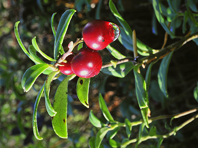 带滴子的牛莓饮食森林叶子荒野水果果汁动物群甜点植物健康图片