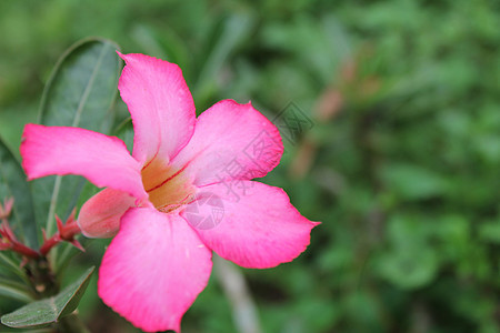 美丽的粉红色花朵阳光庆典妈妈植物群太阳公园花束花园季节花店图片