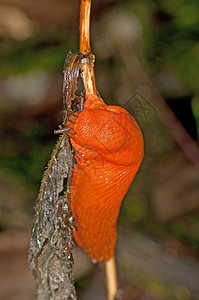蜗牛 阿利翁鲁弗斯动物害虫粘液状红色橙子鼻涕虫软体宏观荒野花园图片